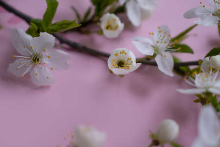 cherry blossom branch on colored background frameの写真素材