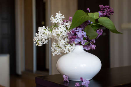 Beautiful lilac flower at homeの写真素材