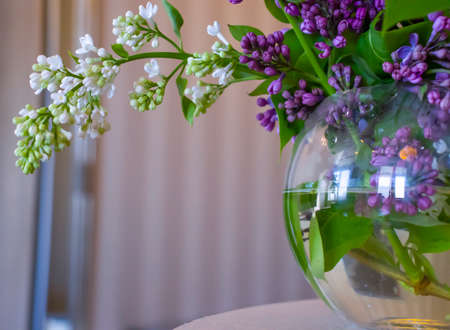 Beautiful lilac flower at homeの写真素材