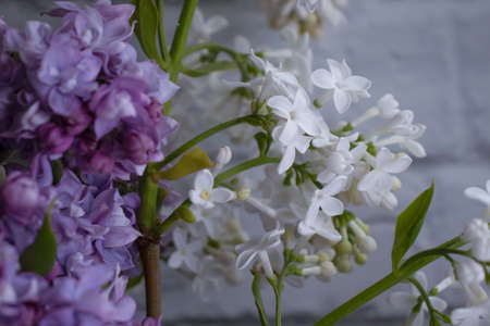 lilac branch on old background surface seasonal