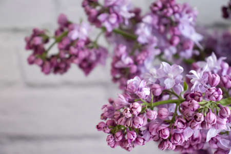 lilac branch on old background surface seasonal