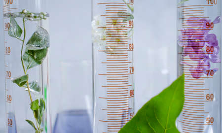 Laboratory flask flower lilac on a light backgroundの写真素材