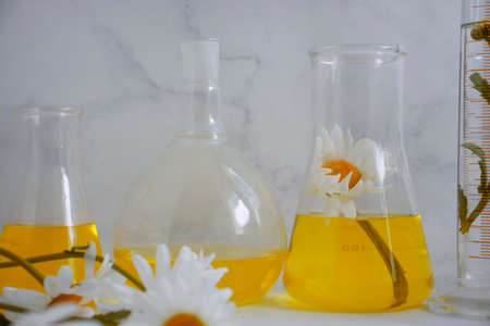 Laboratory flask chamomile flower on a light backgroundの写真素材
