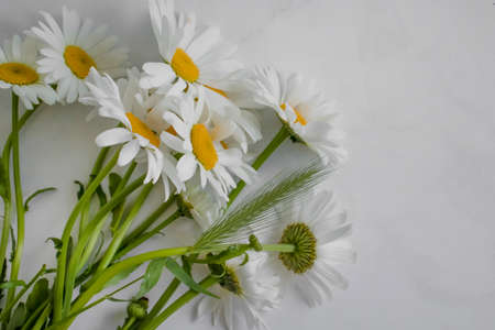 Chamomile flower on marble background frameの写真素材