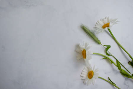 Chamomile flower on marble background frameの写真素材