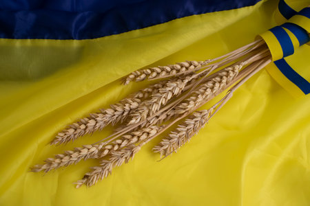 Bread ear on the background of the flag of Ukraineの写真素材