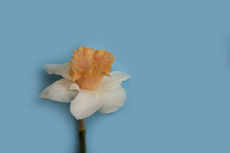 Narcissus flower on a blue backgroundの写真素材