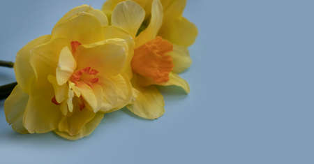 Narcissus flower on a blue backgroundの写真素材