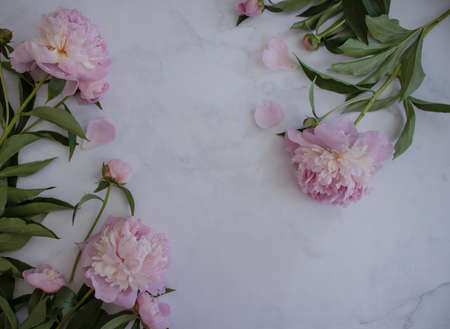 Beautiful peony flower on a light background frameの写真素材