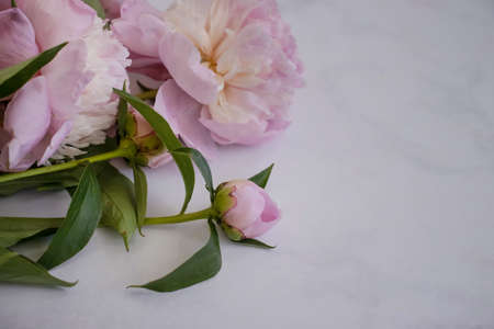 Beautiful peony flower on a light background frame