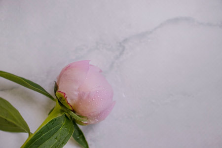 Beautiful peony flower on a light background frameの写真素材