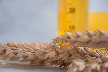 Laboratory flask, bread ear on a light backgroundの写真素材