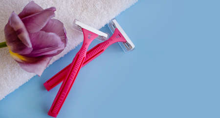 Pink razor tulip flower on colored backgroundの写真素材