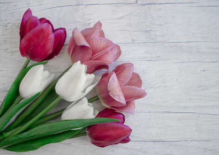 Tulip flower on old wooden backgroundの写真素材