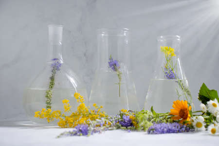 Laboratory flask, flower on a light backgroundの写真素材