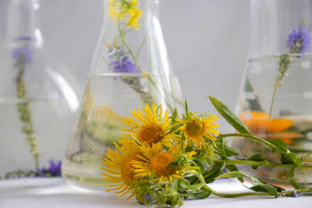 Laboratory flask, flower on a light backgroundの写真素材