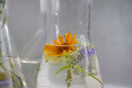 Laboratory flask, flower on a light backgroundの写真素材