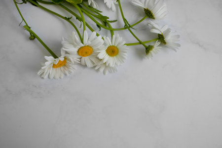 Chamomile flower on a light background frameの写真素材