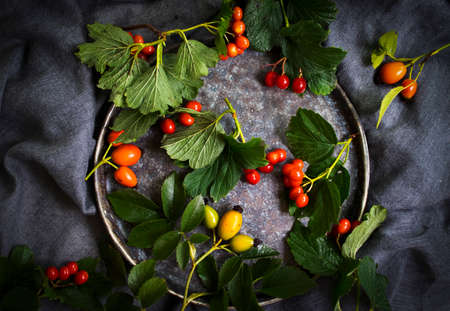 Viburnum berry on a dark backgroundの写真素材