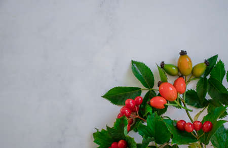 Viburnum berry on a light background beautiful