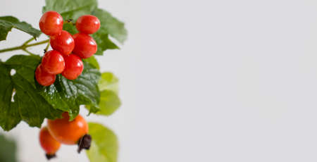 Viburnum berry on a light background beautifulの写真素材