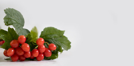 Viburnum berry on a light background beautifulの写真素材