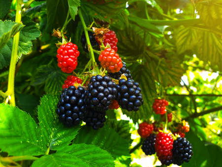 Ripe blackberry, green leaves in nature