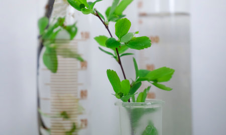 Laboratory flask flower on a light backgroundの写真素材