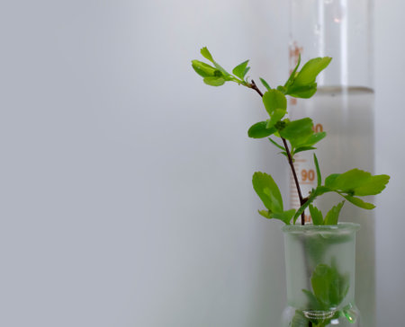 Laboratory flask flower on a light backgroundの写真素材