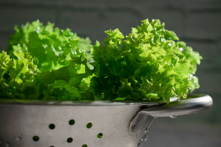 Lettuce leaves on a light backgroundの写真素材