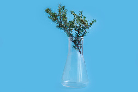 Christmas tree branch laboratory flaskの写真素材