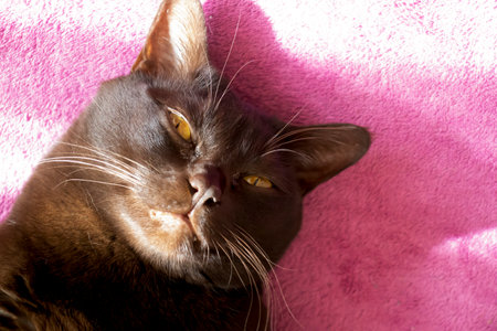 The cat lies on the bed close-upの写真素材