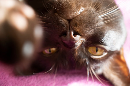 The cat lies on the bed close-upの写真素材