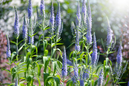 Beautiful blooming lavender field background