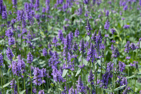 Beautiful blooming lavender field background