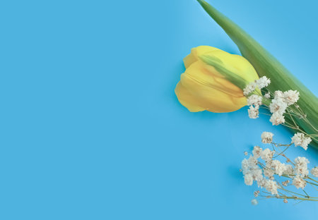 Beautiful tulips on a colored backgroundの写真素材