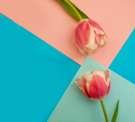 Beautiful tulips on a colored backgroundの写真素材