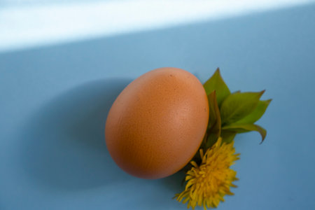 Eggs, flower on a colored backgroundの写真素材
