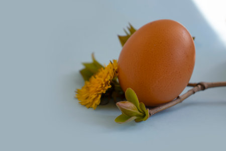 Eggs, flower on a colored backgroundの写真素材