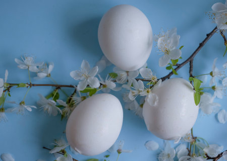 Egg, cherry blossoms on a colored backgroundの写真素材