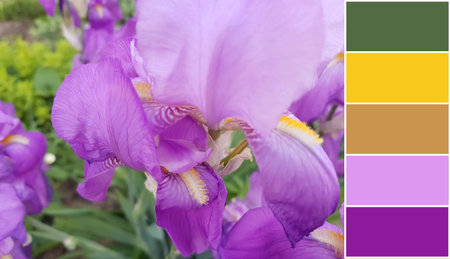 Beautiful iris flower, color palette