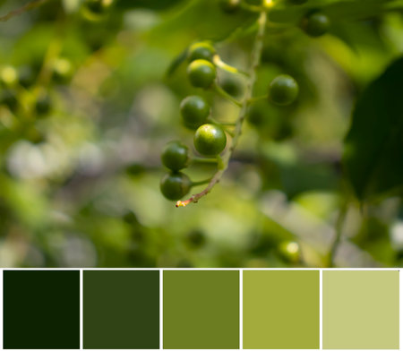 Green plants, color palette swatchの写真素材