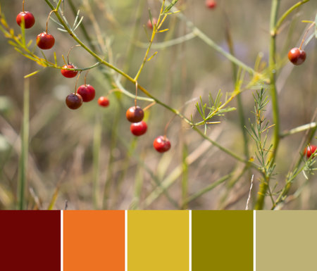 Autumn berries swatch color paletteの写真素材