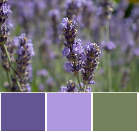 Sage flower swatch color paletteの写真素材