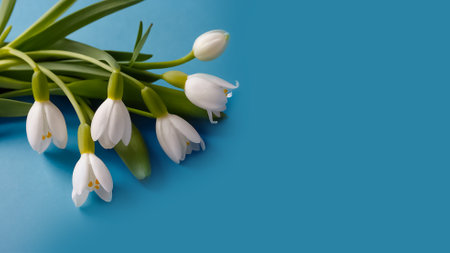 Beautiful snowdrop flowers with water drops on blue background. Spring concept.の素材