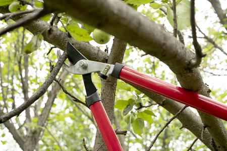 Red and steel garden secateurs pruning a tree in a gardenの写真素材