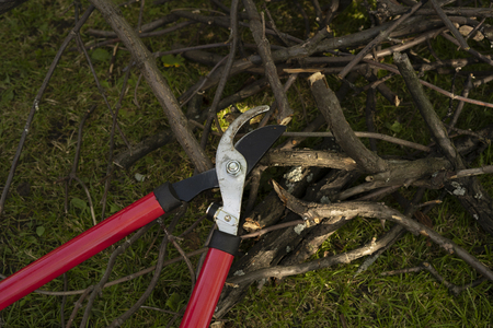 Red and steel garden secateurs on a pile of a tree brunchesの写真素材