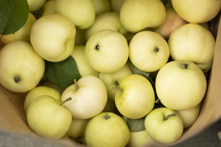 Yellow apples in a paper bag on a old wood backgroundの写真素材