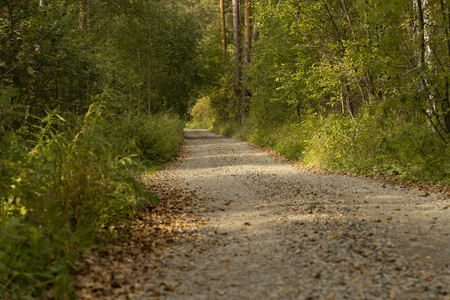 Gravel road in the autumn forest on a sunny afternoonの写真素材