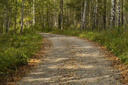Gravel road in the autumn forest on a sunny afternoonの写真素材